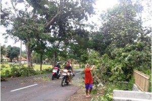 Nampak pogon yang tumbang akibat angin puting beliung